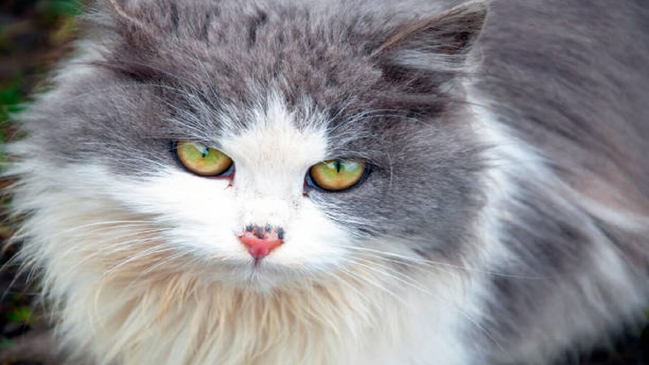 เชื้อราแมว คืออะไร สามารถป้องกันและรักษาได้อย่างไร